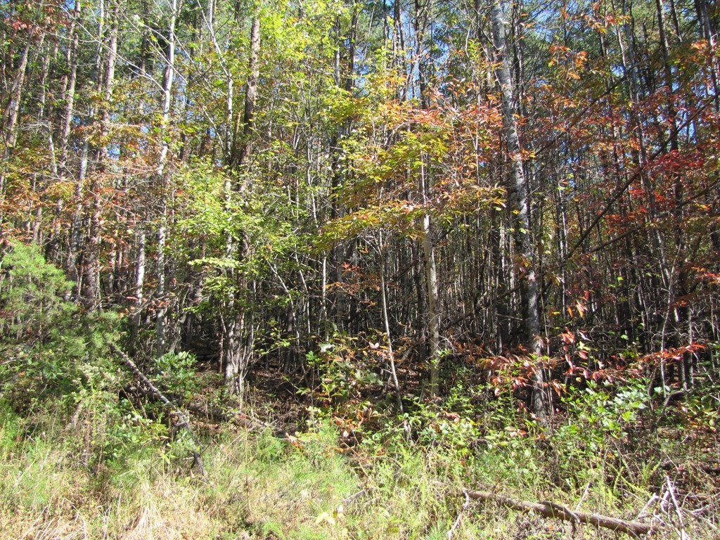 3. Lot 12 Melmark Acres Trail