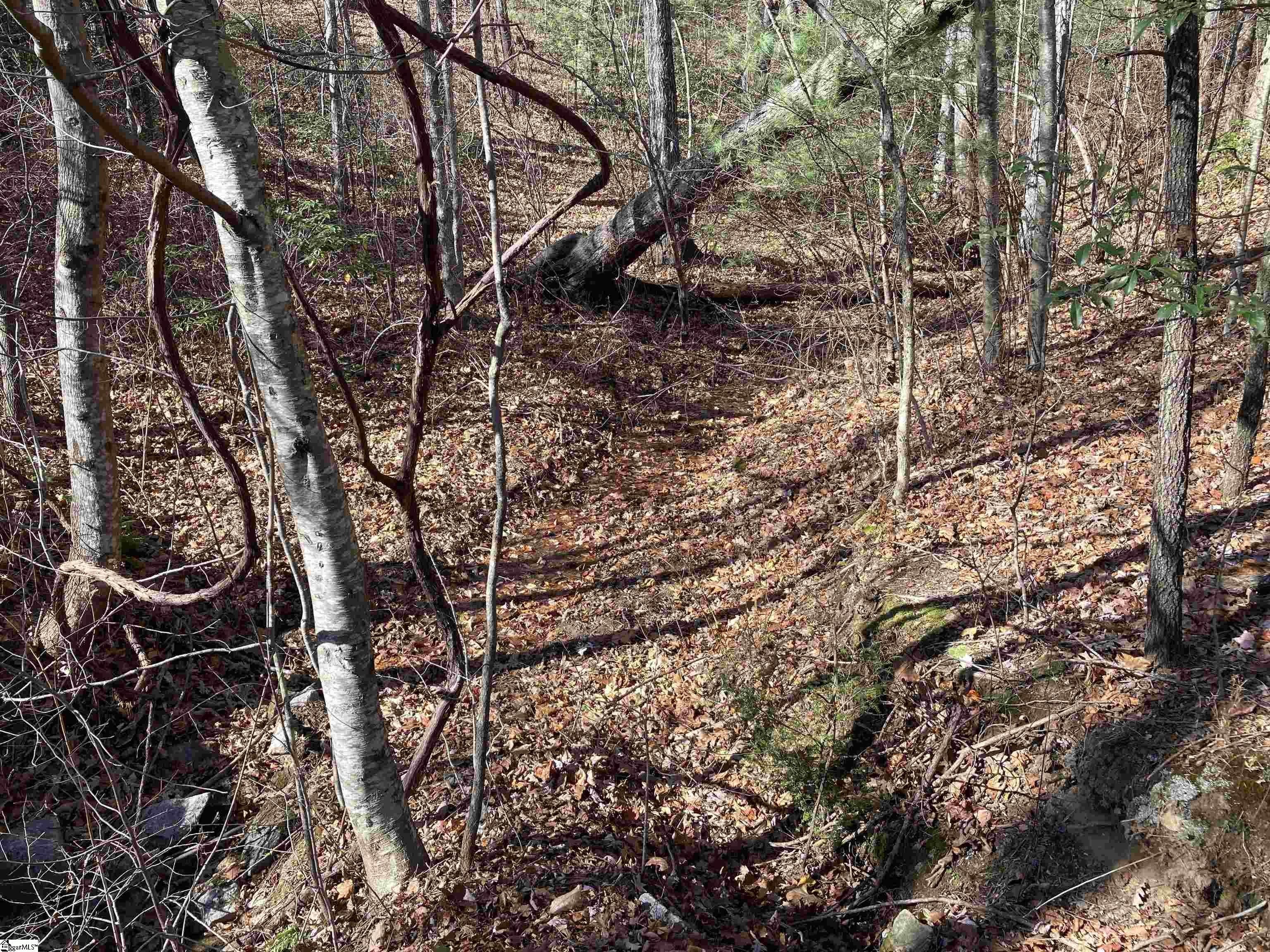 2. 130 Indian Pipe Trail