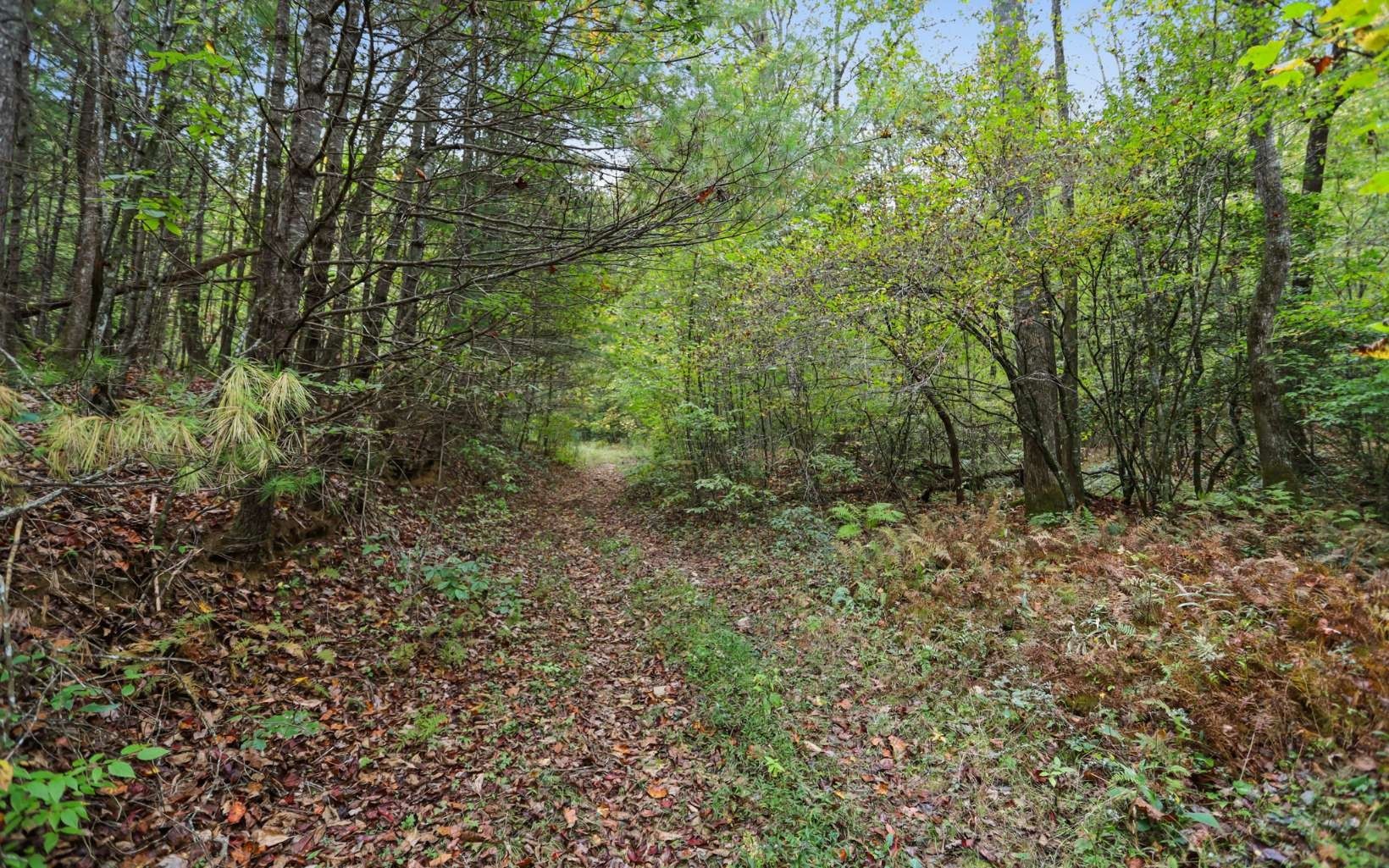 30. 1955 Cavender Gap Road