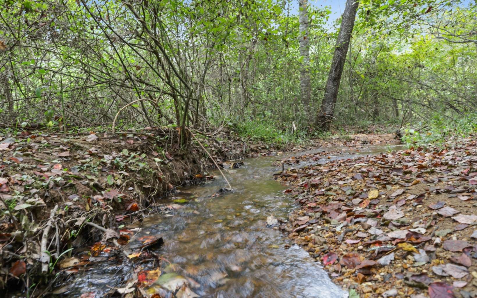 14. 1955 Cavender Gap Road