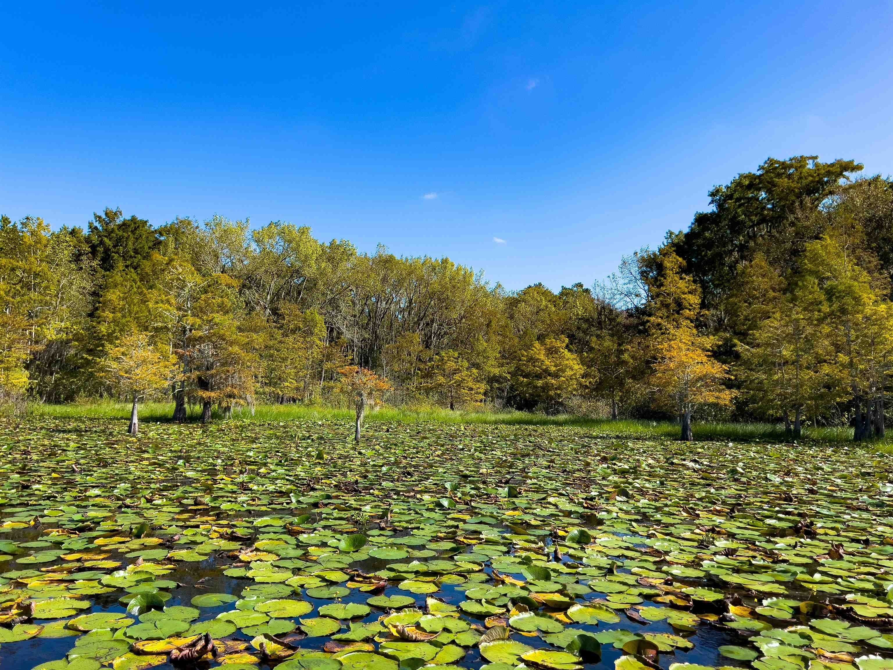 19. Xxxx Lake Iamonia Islands Island