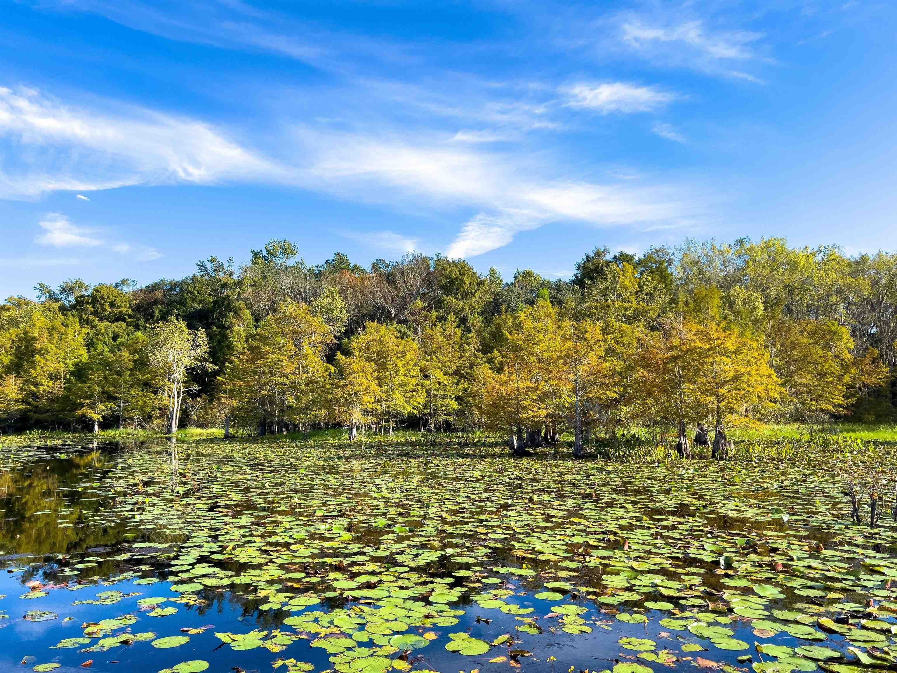 10. Xxxx Lake Iamonia Islands Island