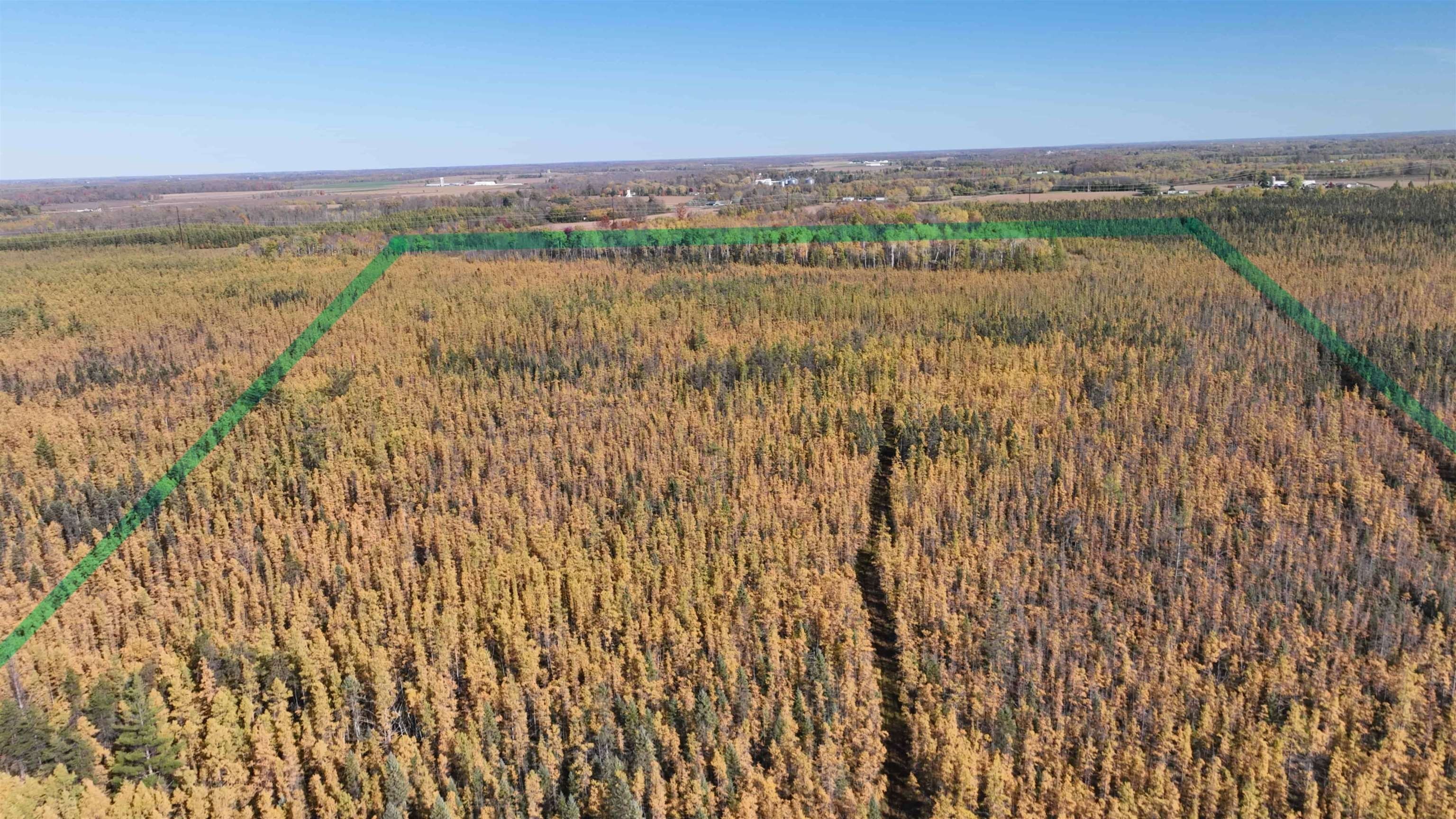 32. 40acres Mol Dicus