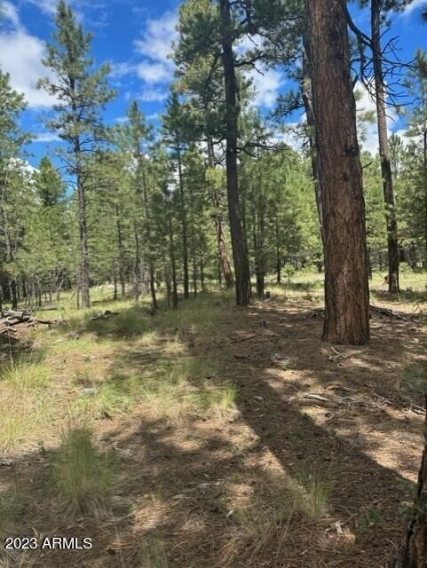 7. 00 Coconino Forest Road 137a --