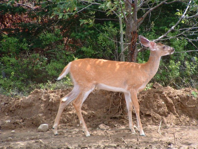 6. Lot 5 Daigneau Trail