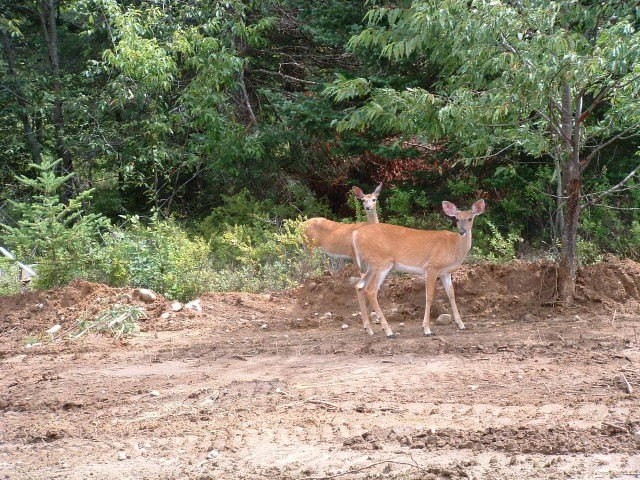 5. Lot 5 Daigneau Trail