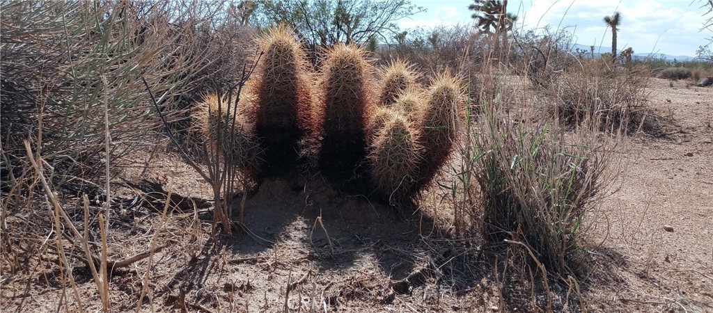 15. 0 Yucca Mesa