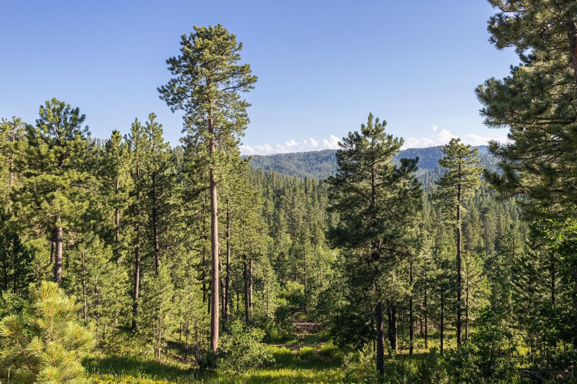 27. Lot 105 Paradise Gulch Loop