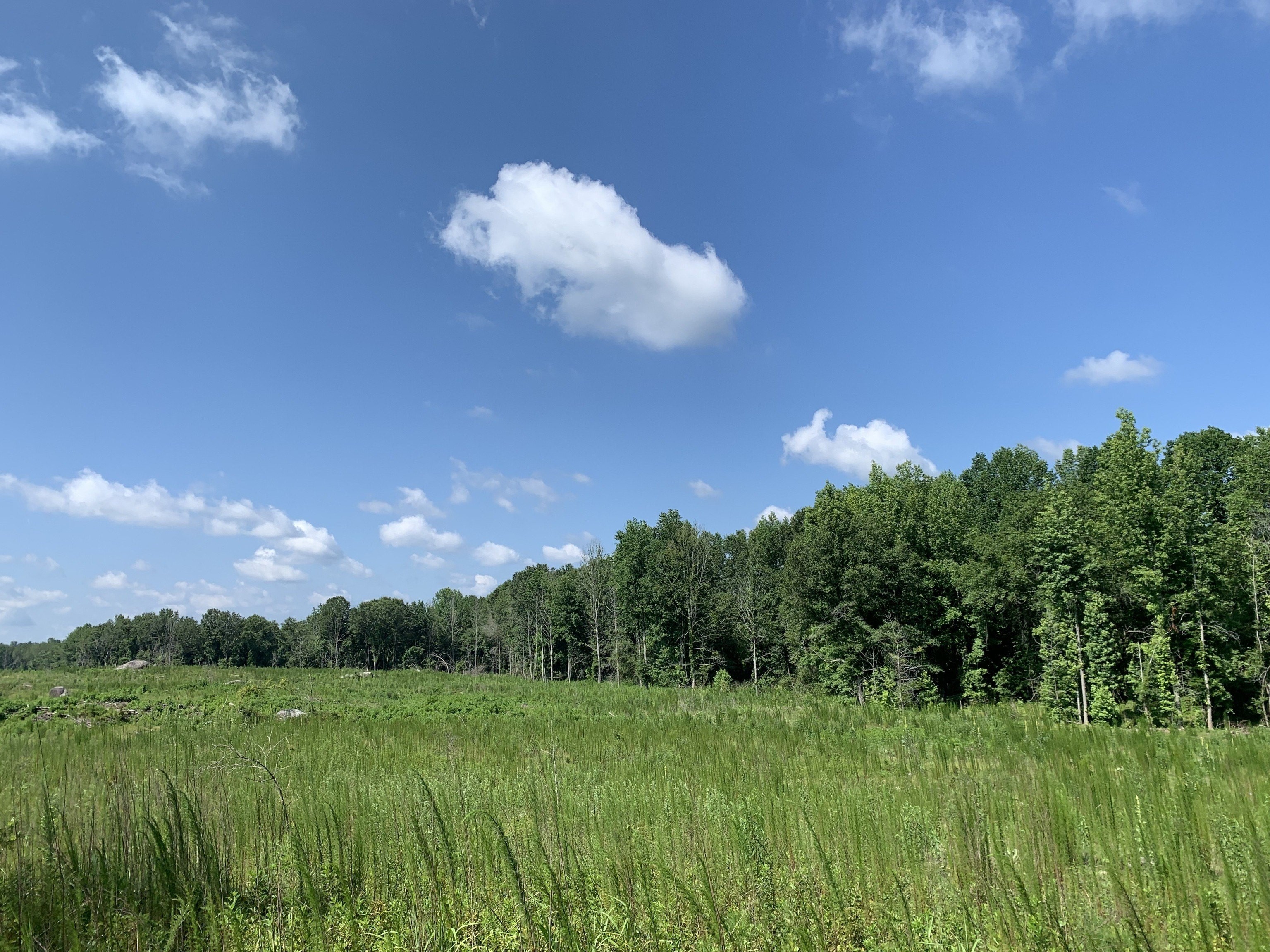 13. 135+/- Ac Woodward Road