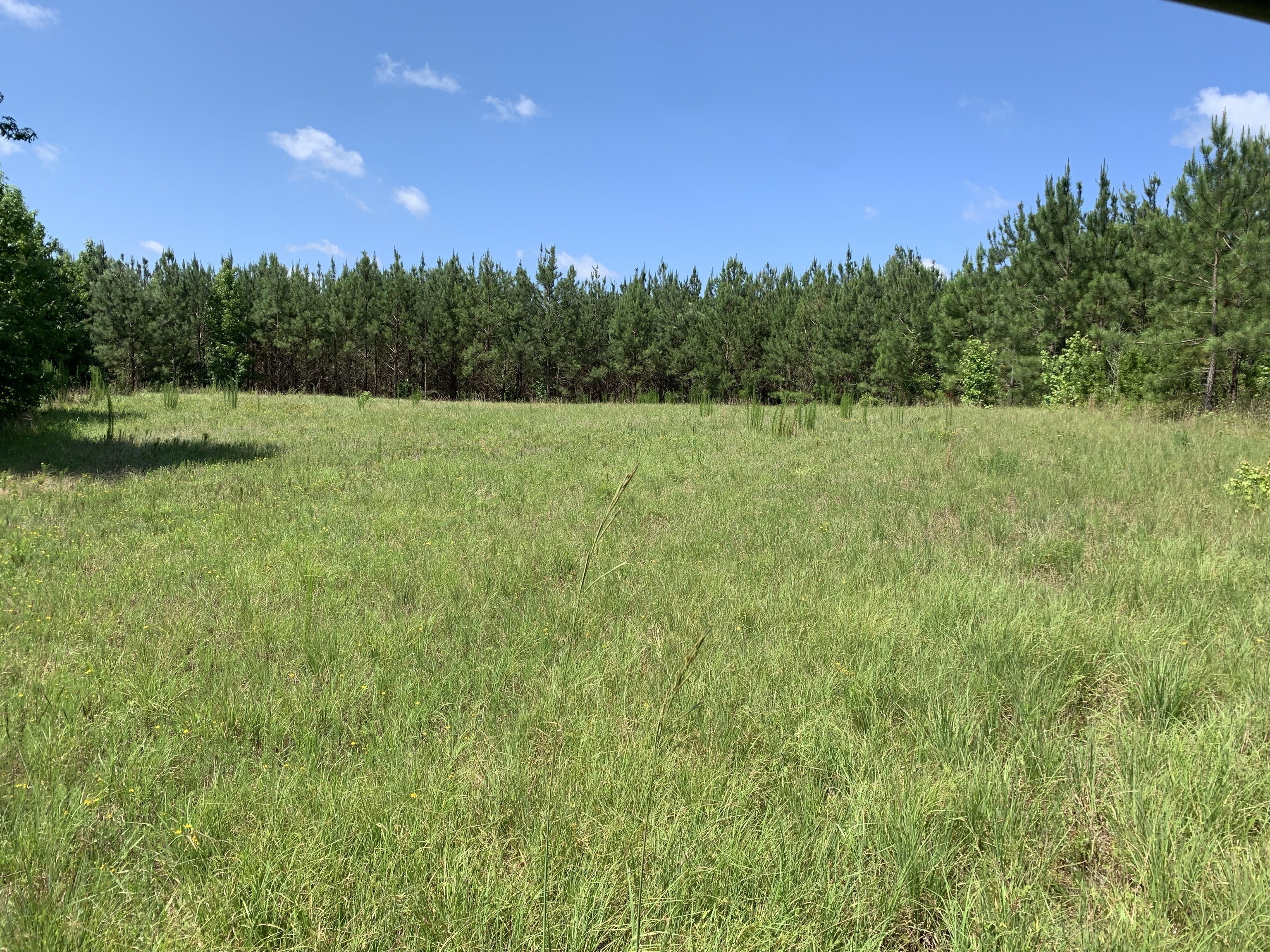 15. 135+/- Ac Woodward Road