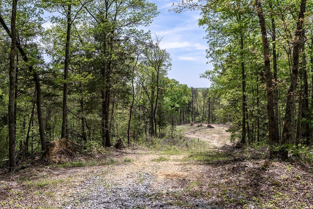 32. Seven Knobs Rd 65.62 Acres