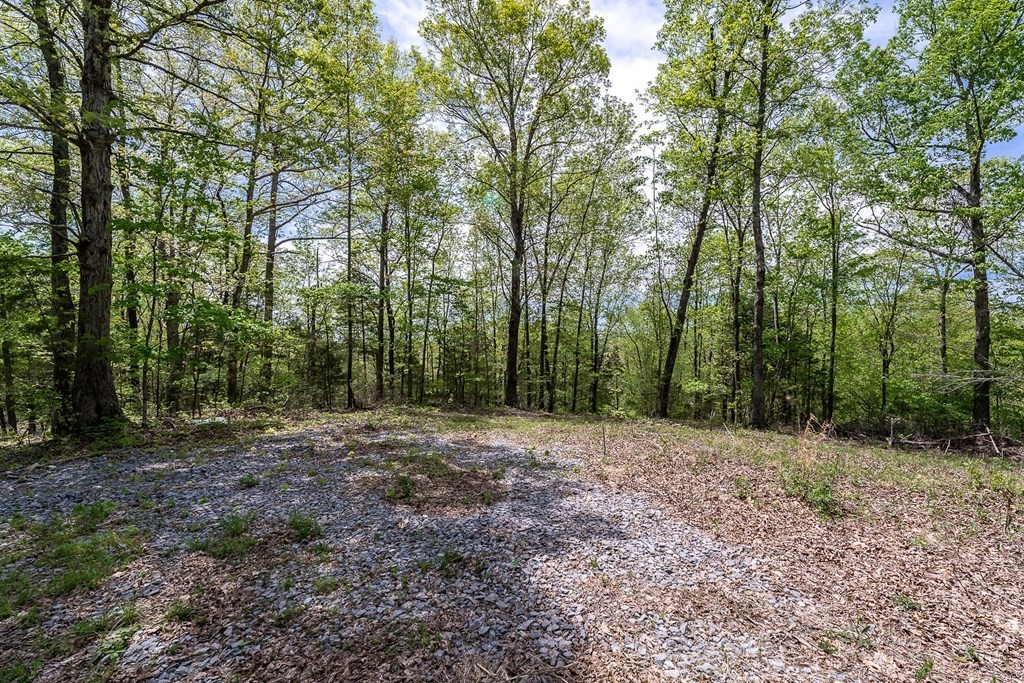 31. Seven Knobs Rd 65.62 Acres