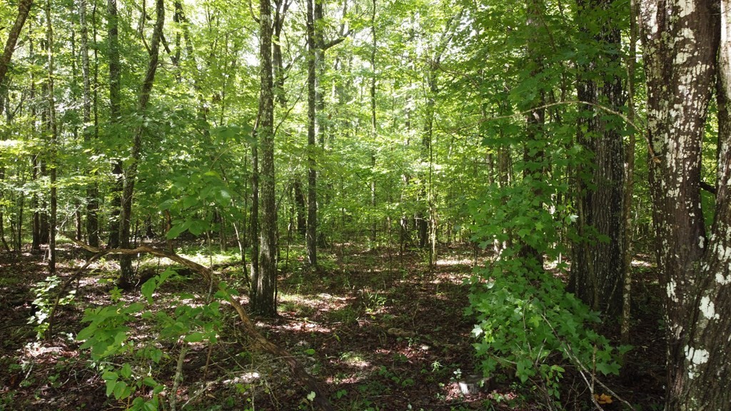 3. Lot 77 Camp Creek Rd