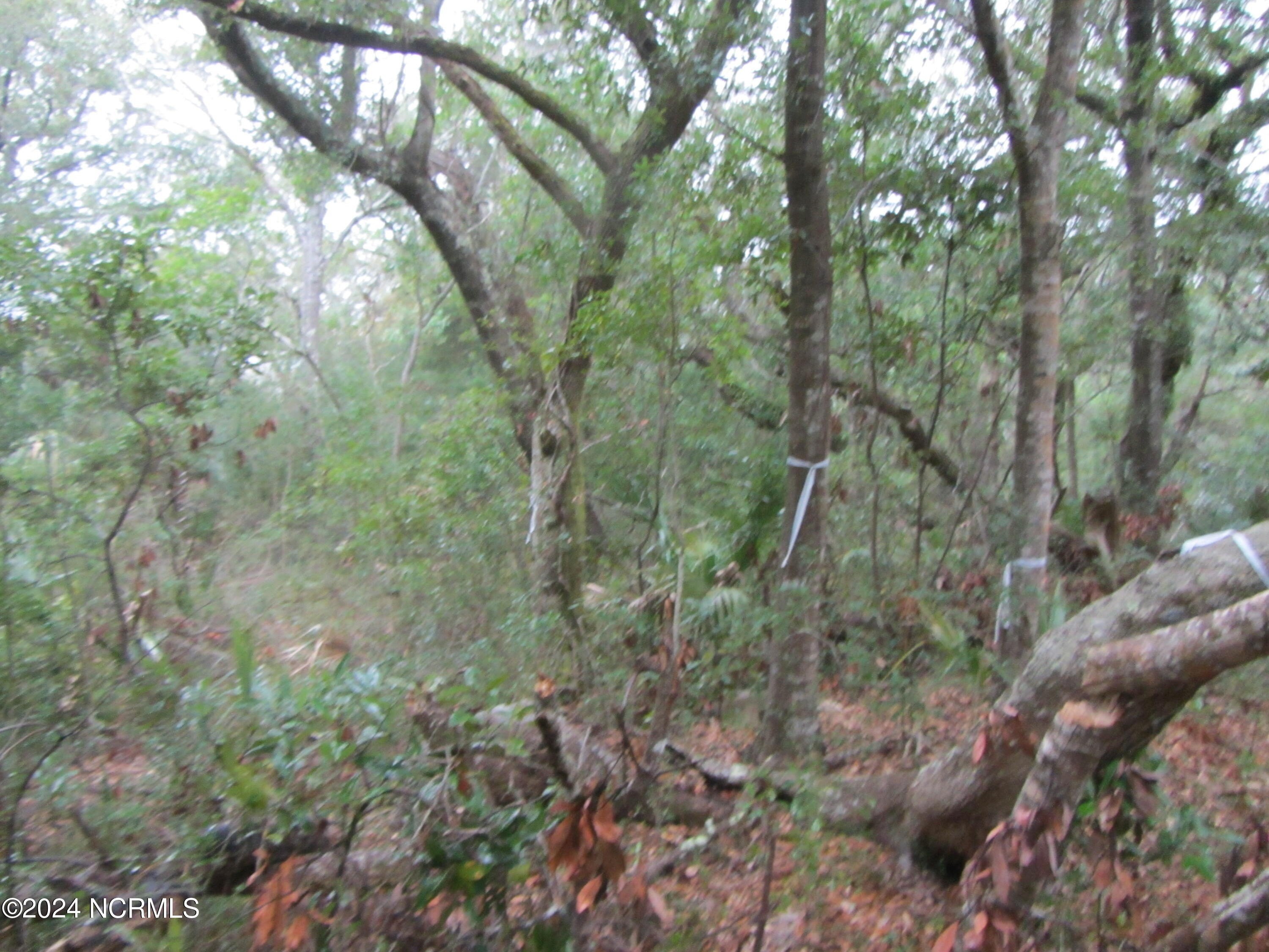 7. 8 Leopard Frog Court