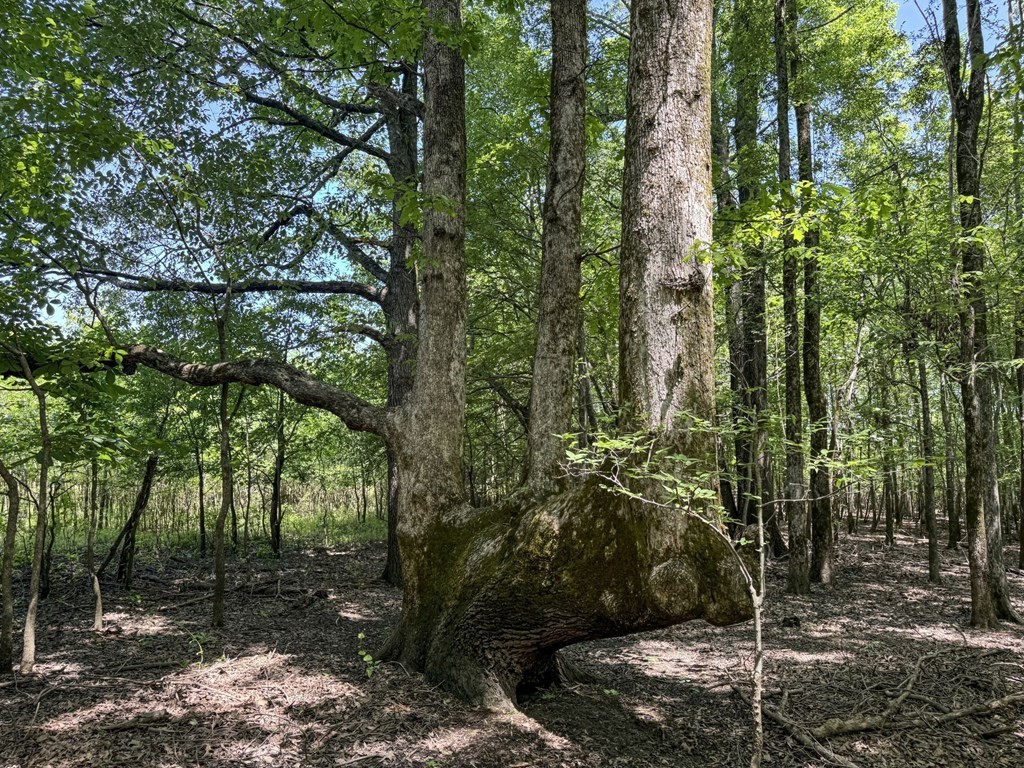 37. 420 Gardner Road - Quitman County