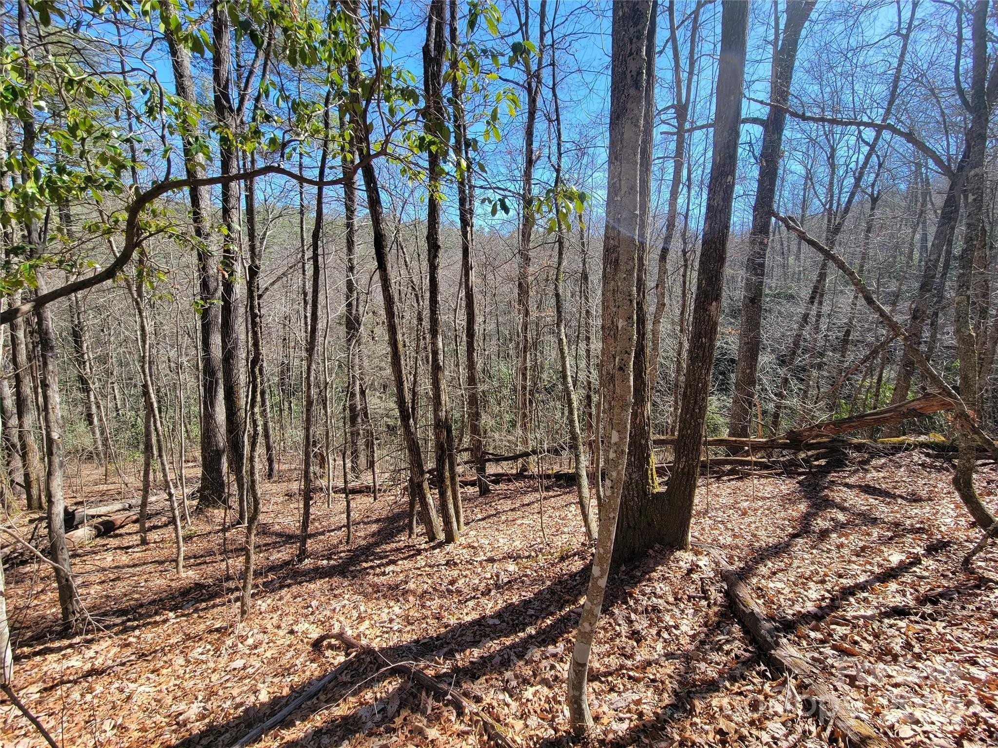1. 1500 Fenley Forest Trail