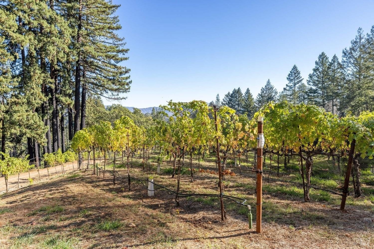 6. 3390 Mount Veeder Road