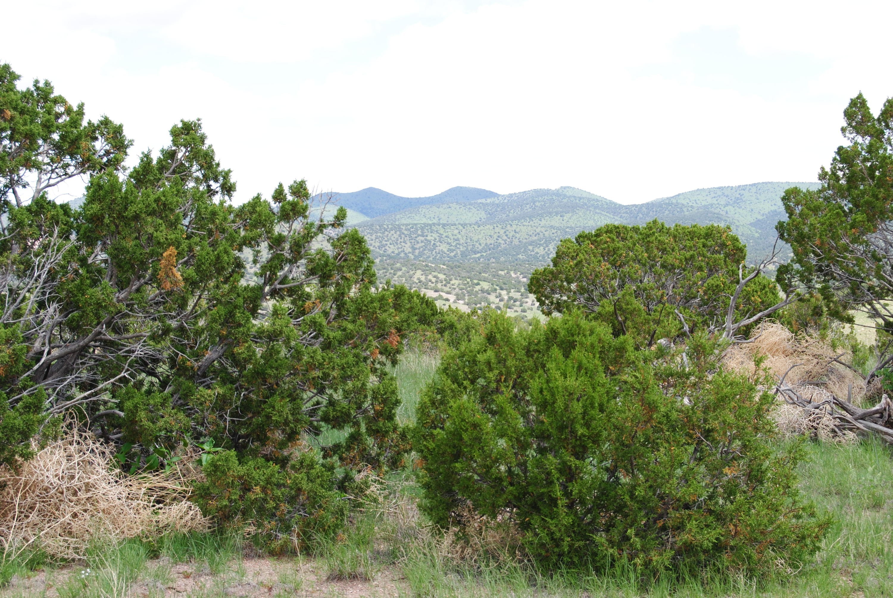 1. 67 Pinon Springs Road