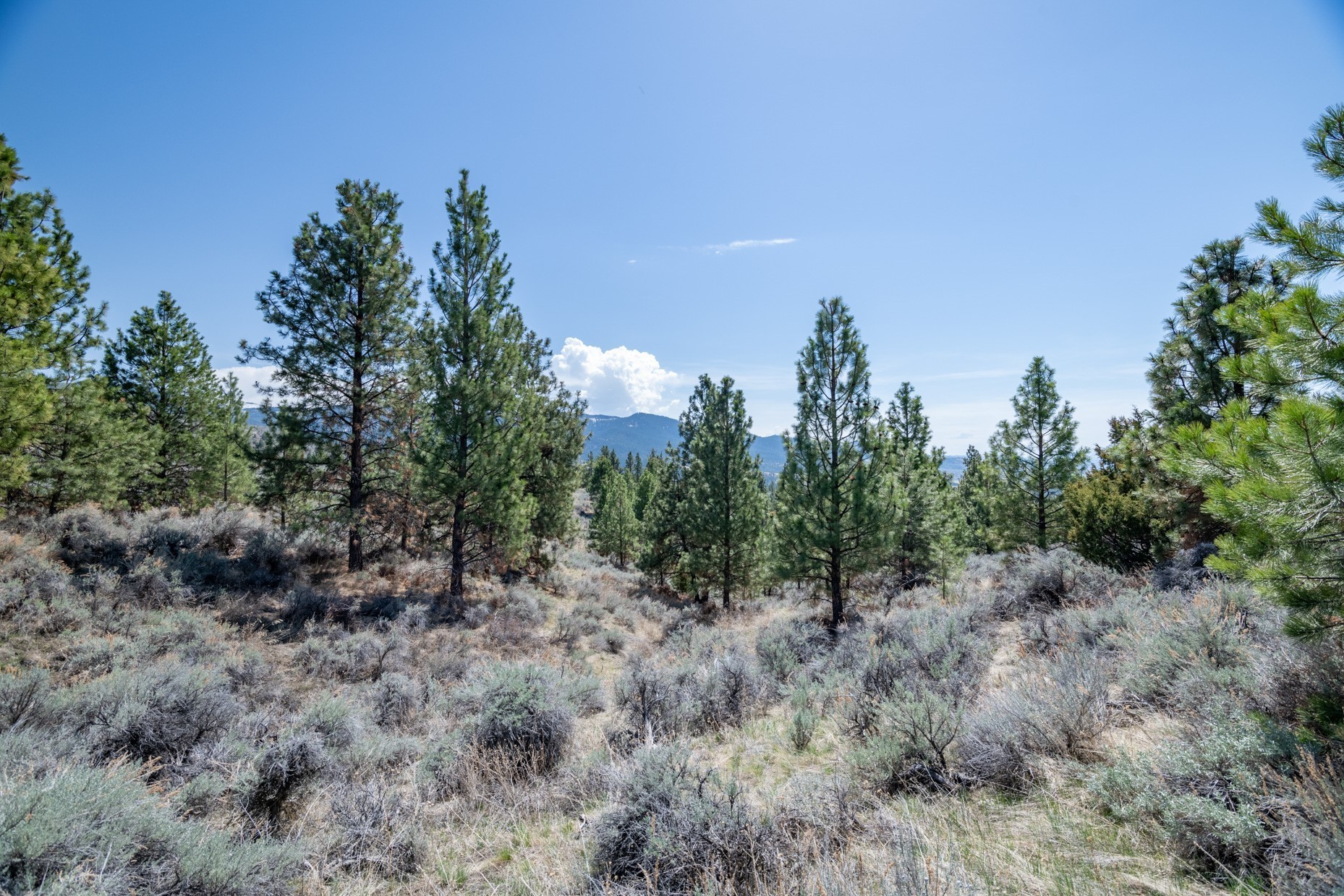 2. Tract 273 Sapphire Ranch Trail