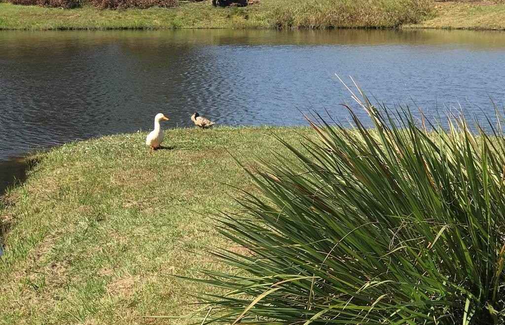 1. Lot 1 Block E Weeping Willow Trail