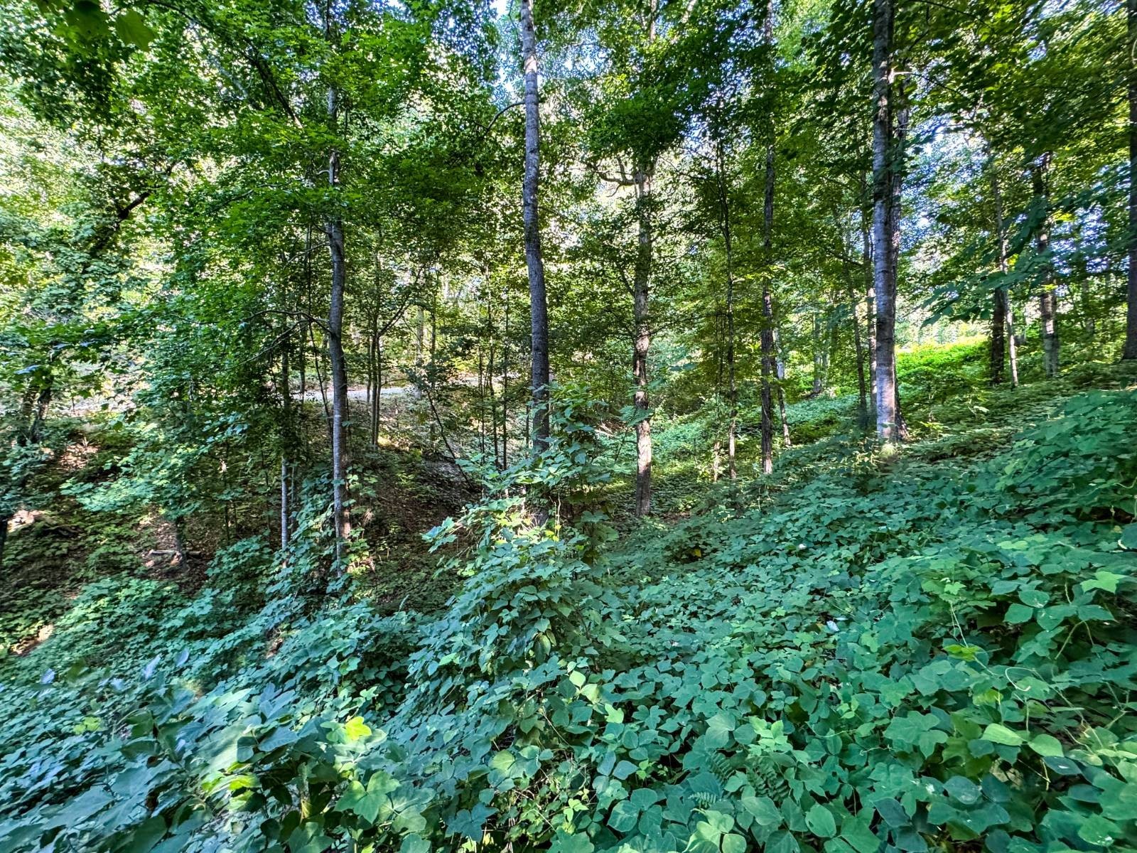 8. 0 County Road 897 (Lot 44 Springwater Coves)