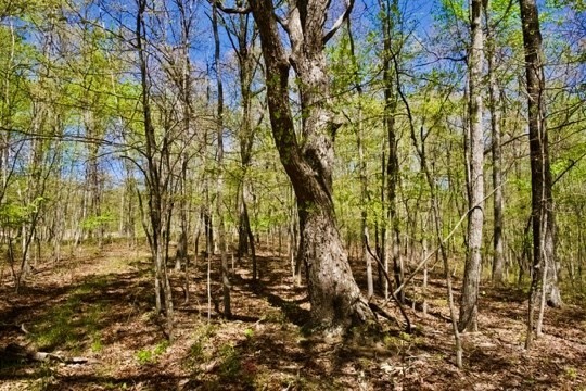 45. 1 Whiteoak Swamps Road