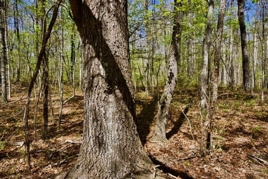 22. 1 Whiteoak Swamps Road