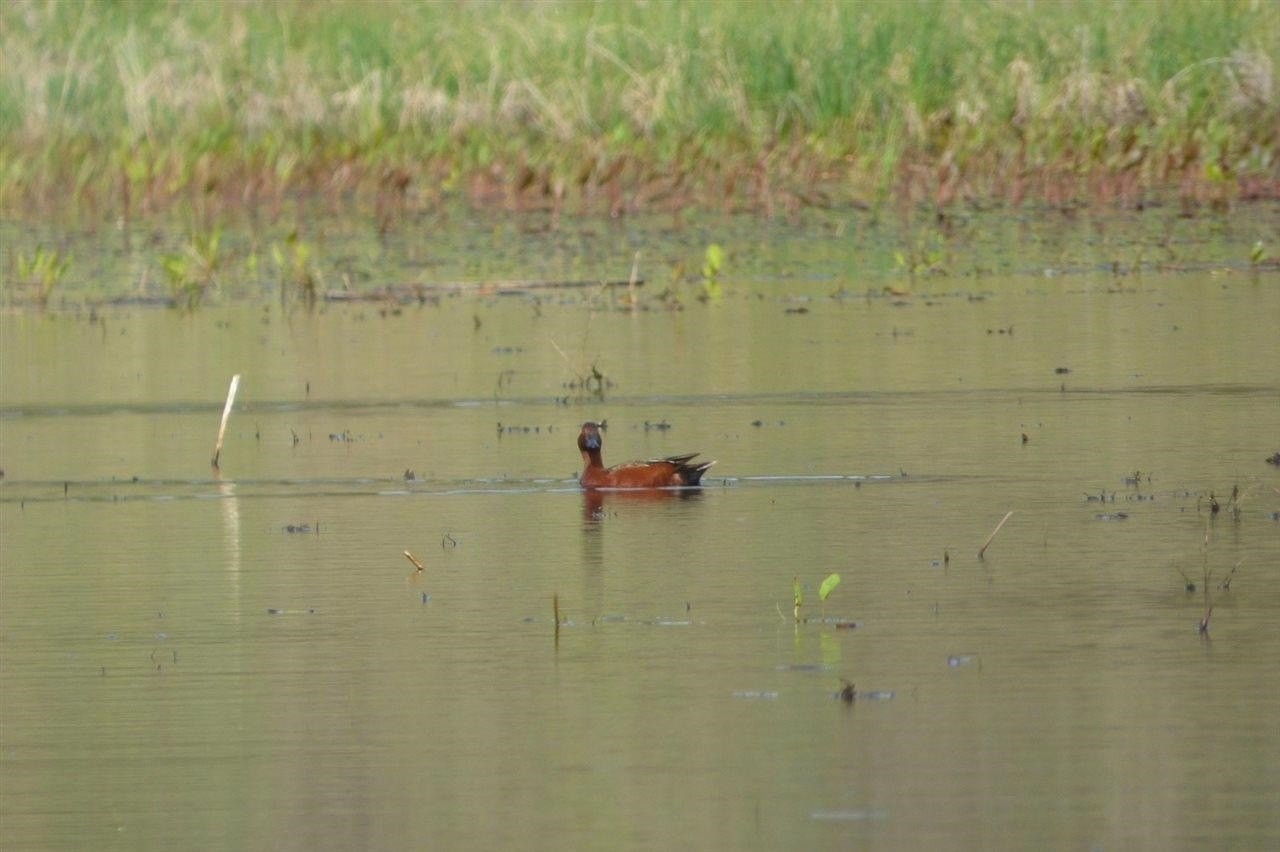 21. 40 Acres Mud Lake