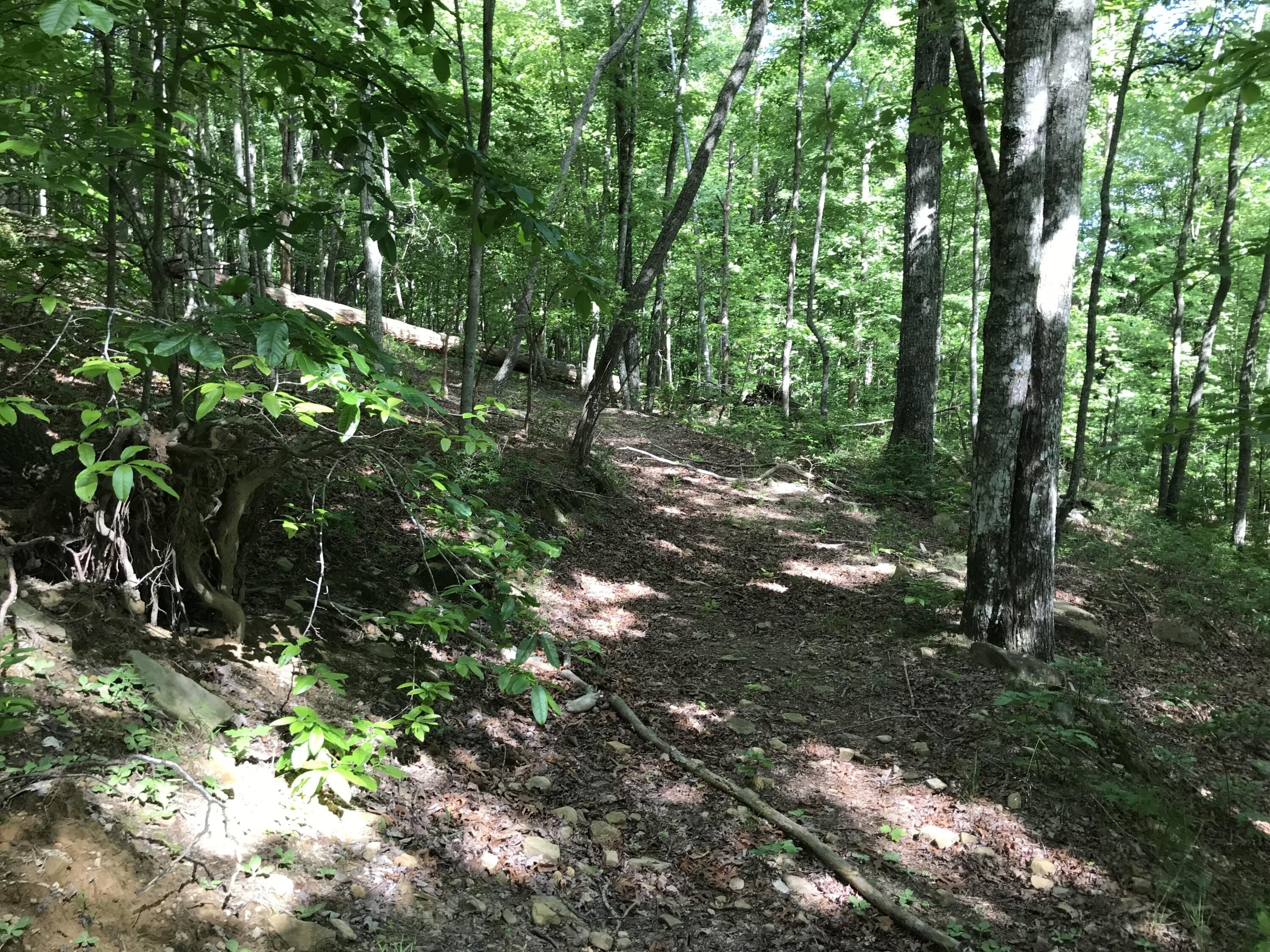 19. Lot 202 Deep Woods Dr