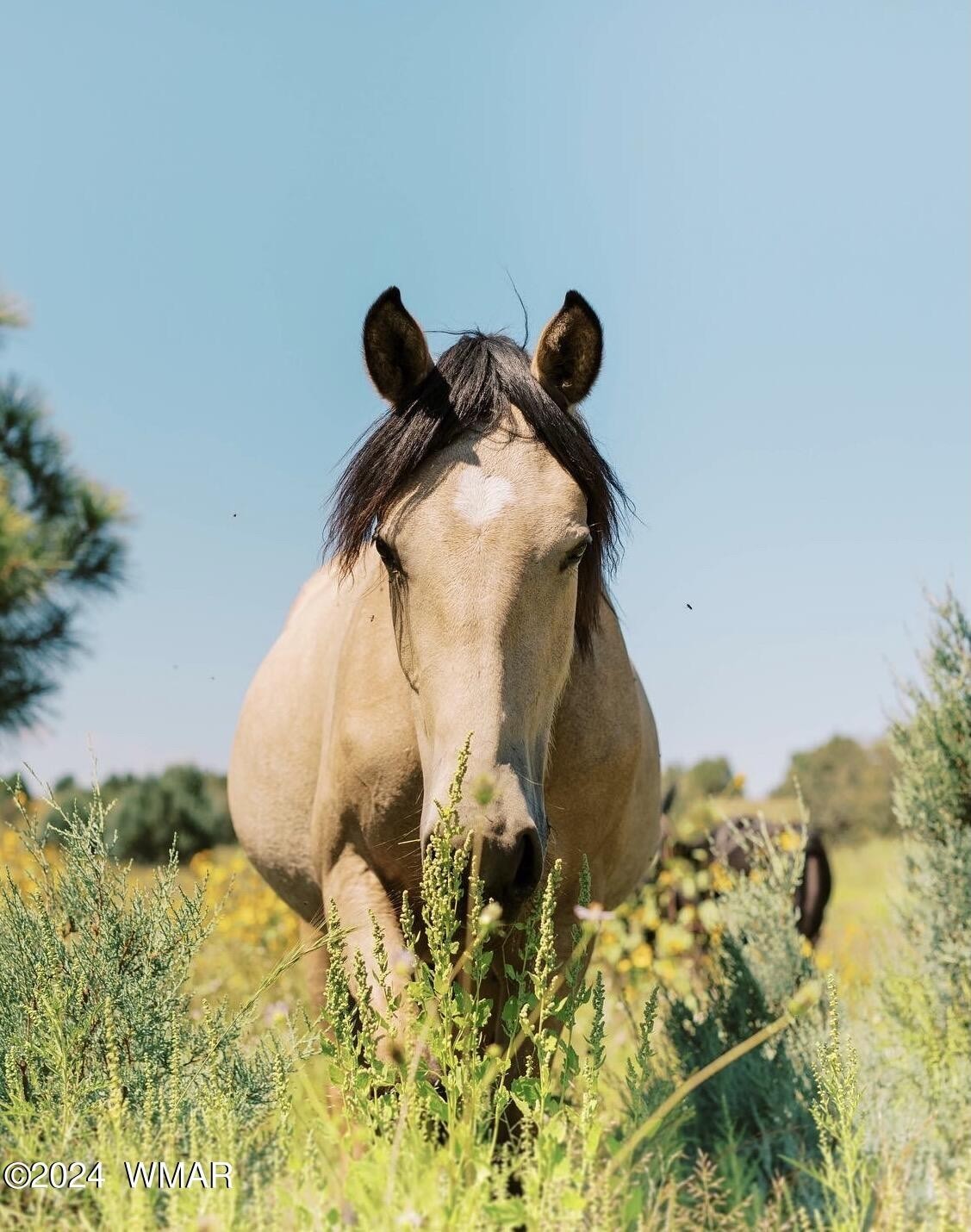 28. 2423 Quarter Horse Trail