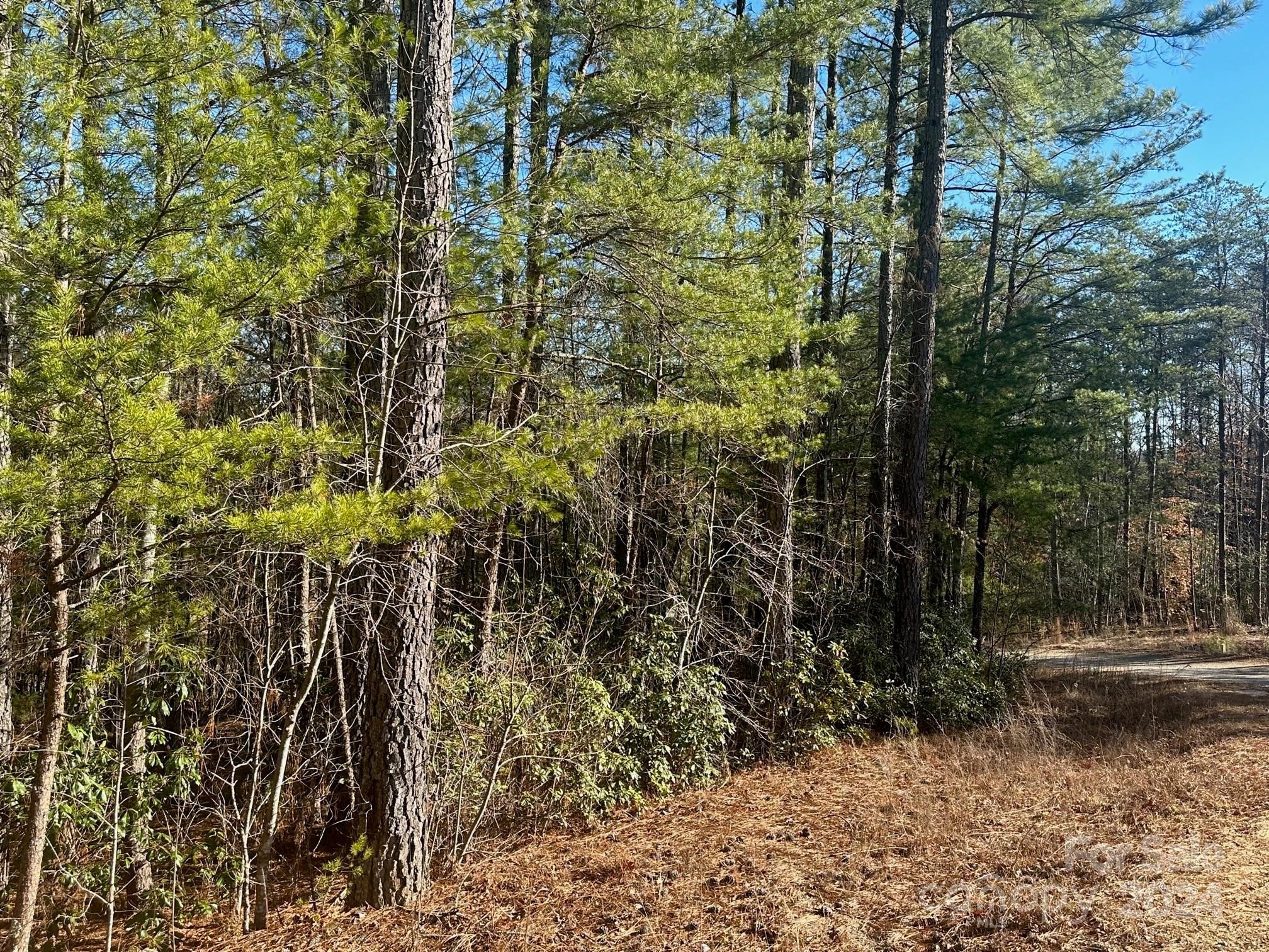 5. 0000 Pine Cone Trail