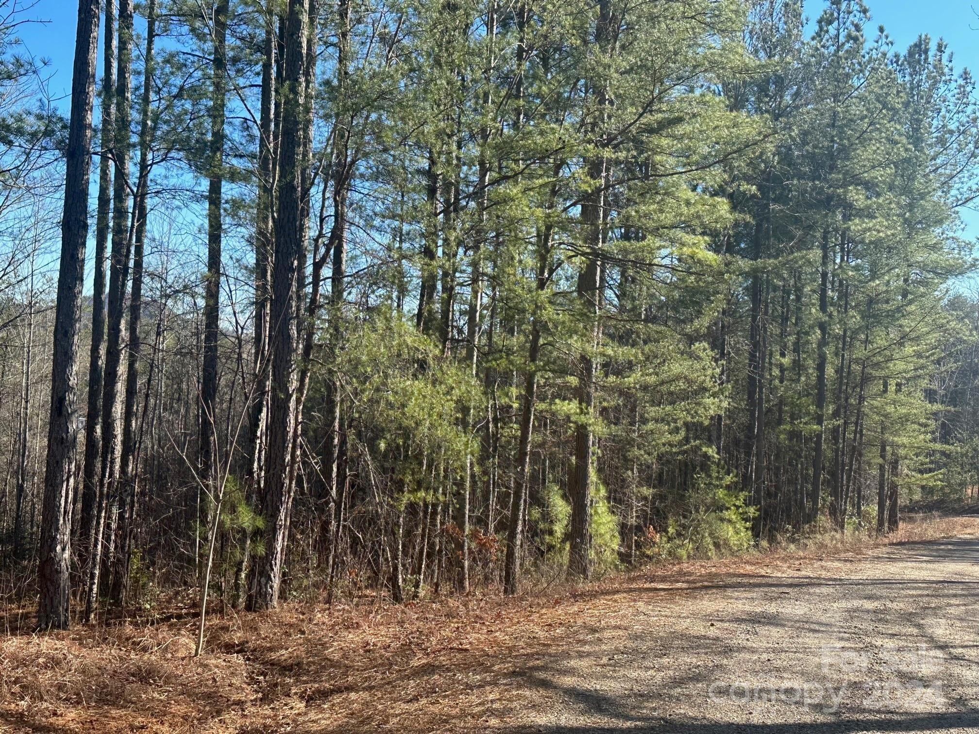 3. 0000 Pine Cone Trail