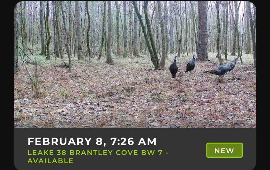 29. 1 Brantley Cove