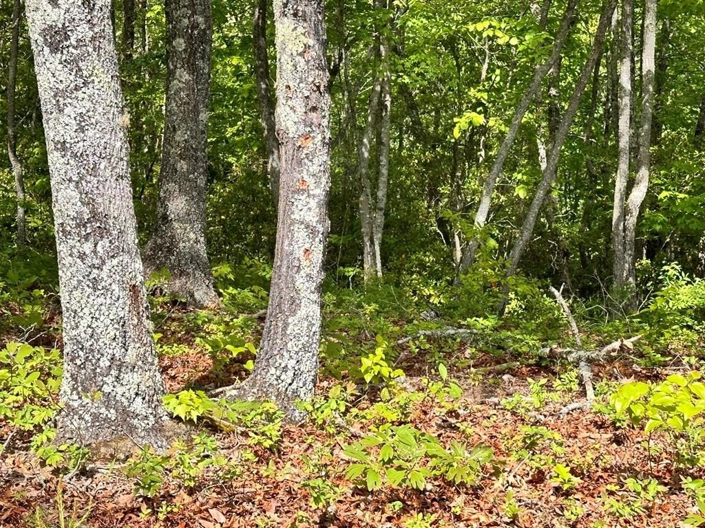 7. Lot 9 Settawig Overlook