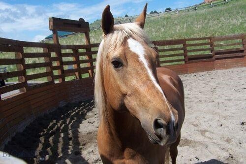 18. Lot 156 Tbd Blue Bonnet Road