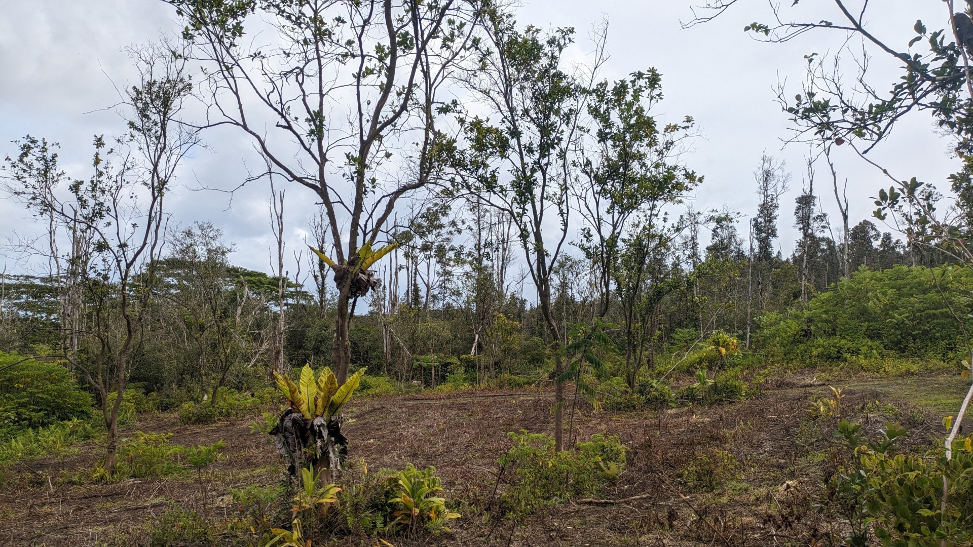 18. 13-3992 Pahoa Kalapana Rd