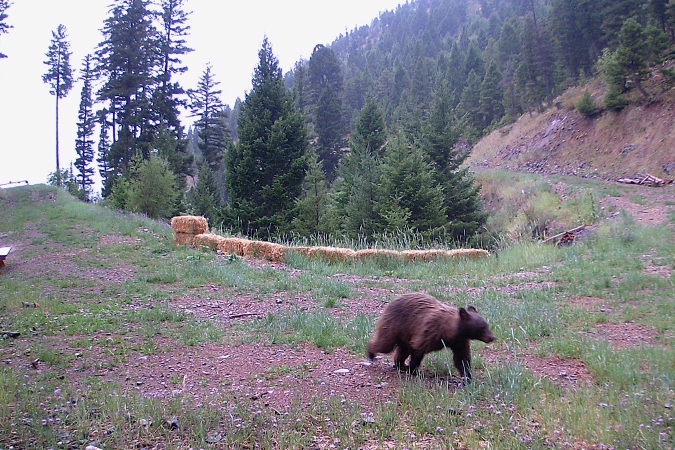 23. Nhn Wet Mulkey Gulch