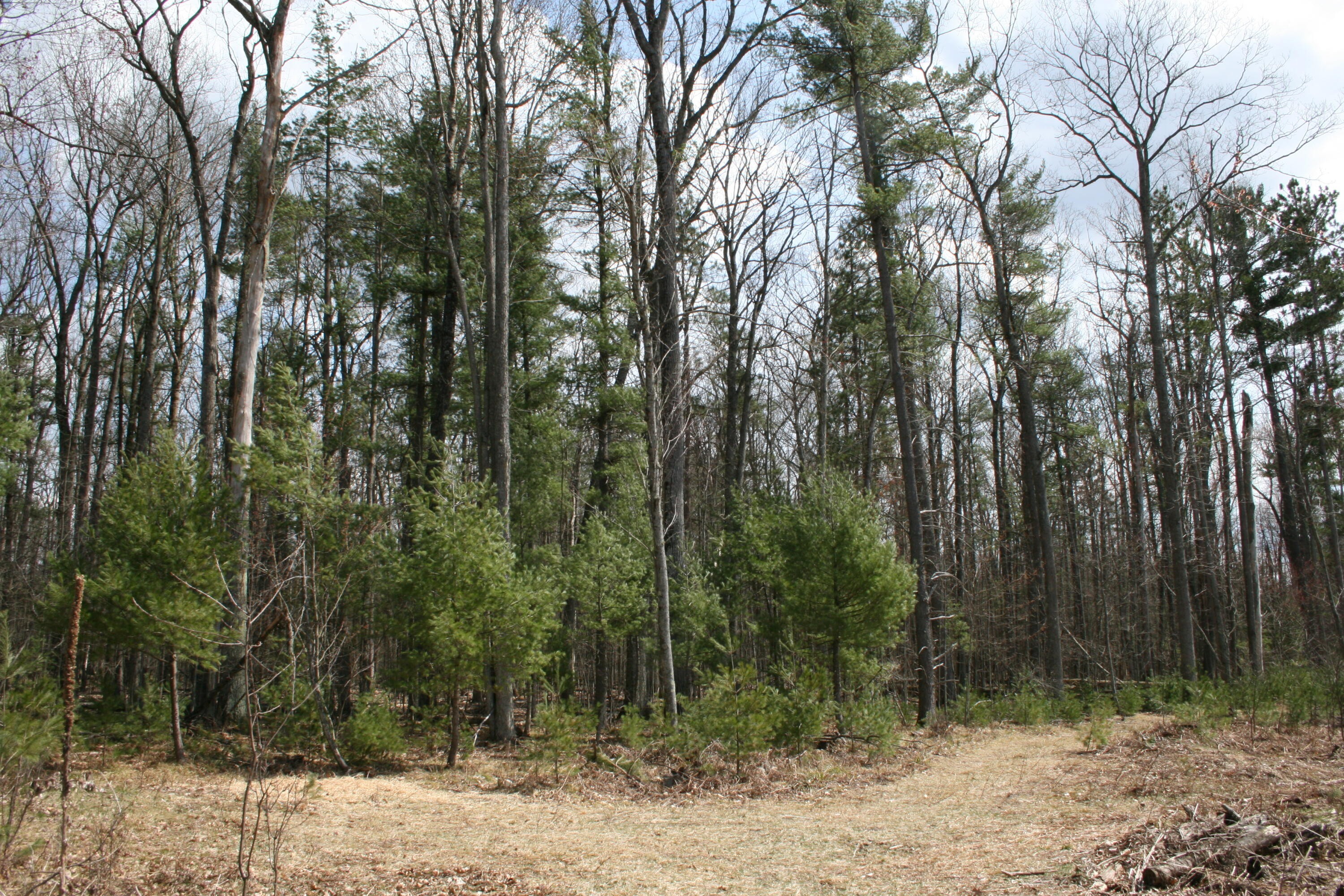 1. 5 Acres Bayer Road