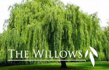 4. 9924 Shining Willow