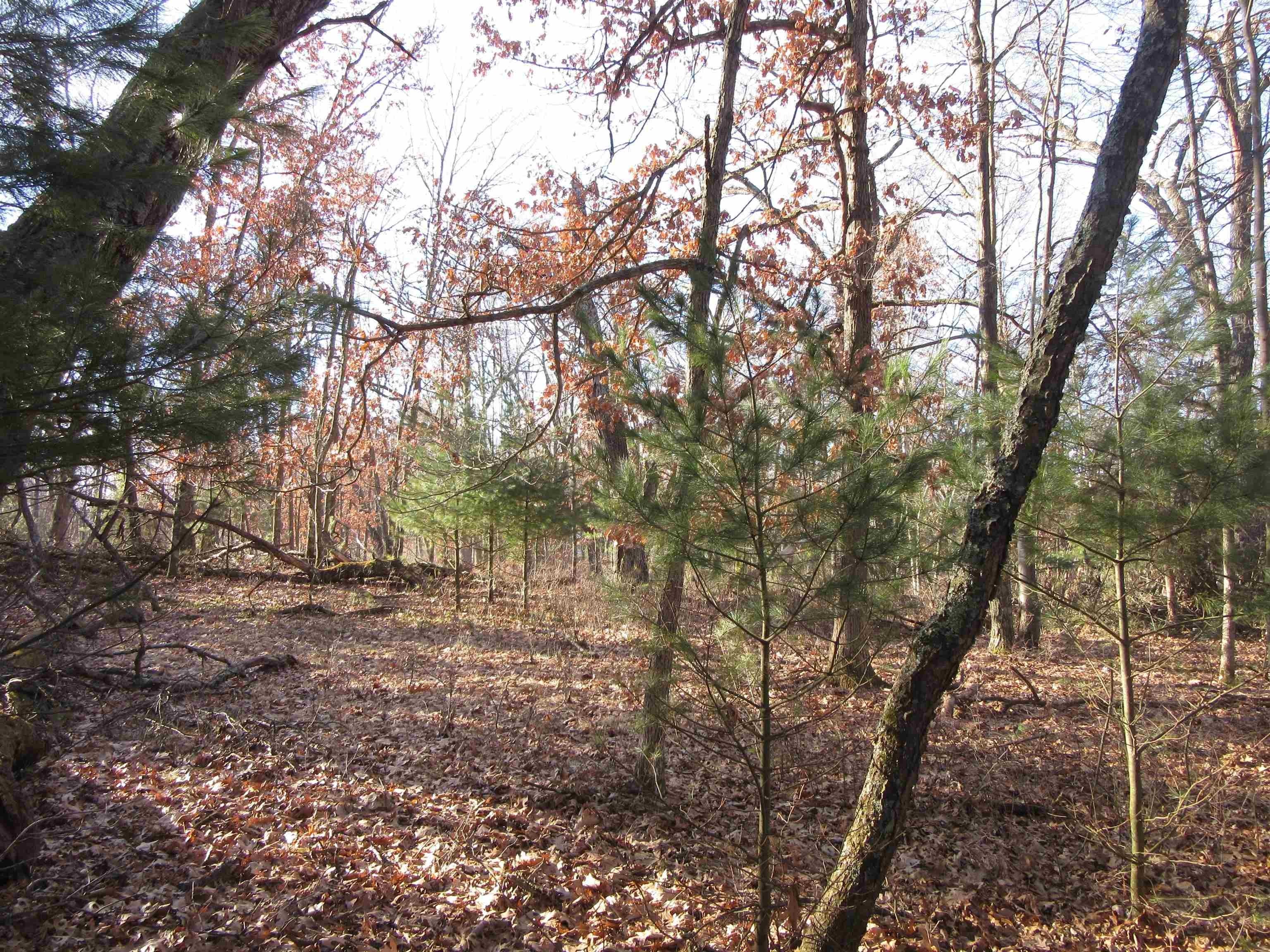 14. 1.6 Acres Deer Run Road