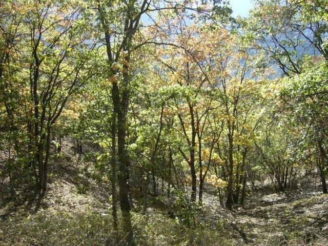 29. 462 Acres Yreka Walker Rd