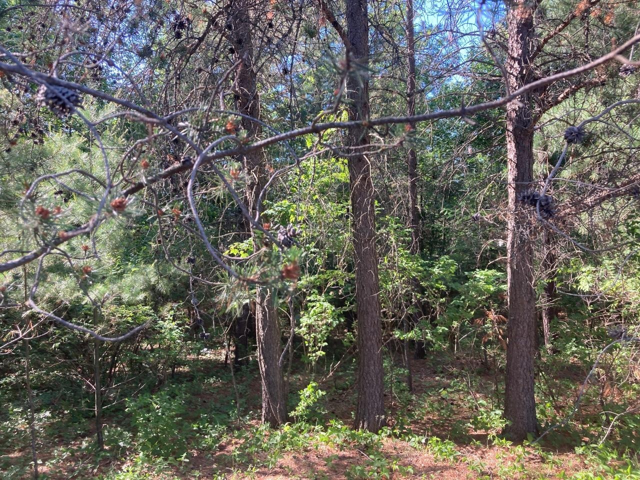 2. Lot 35 Pine View Ln