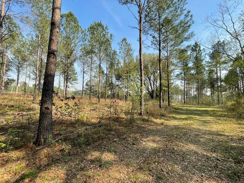 32. 4550 Ozell Road  (150 Acres)